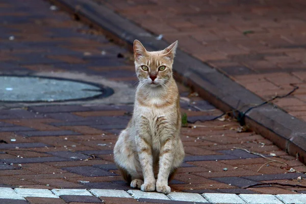 Pouliční Kočka Žije Městském Parku — Stock fotografie