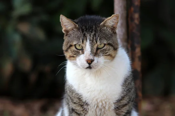 Street Cat Lives City Park — Stock Photo, Image