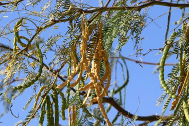 İsrail 'de bir şehir parkında keçiboynuzu ağacı meyvesi