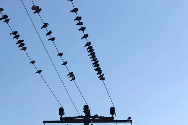Ptáci Sedí Drátech Nesou Elektřinu — Stock fotografie