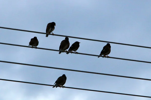 Birds Sit Wires Carrying Electricity — Fotografia de Stock