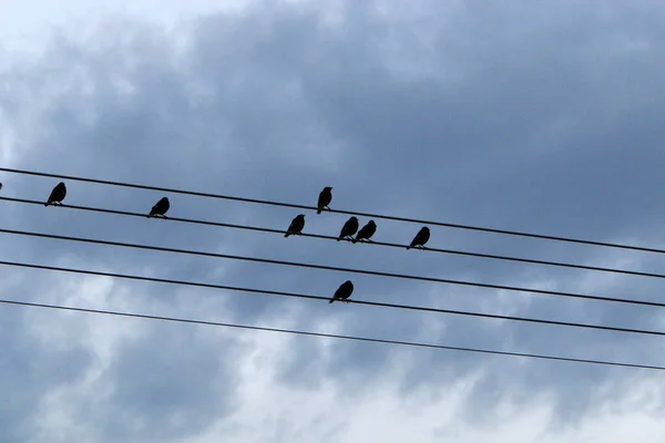 Birds Sit Wires Carrying Electricity — Stockfoto