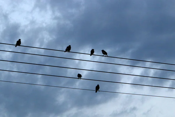 Birds Sit Wires Carrying Electricity — Stock Fotó