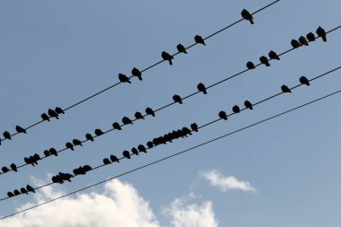 Birds sit on wires carrying electricity 