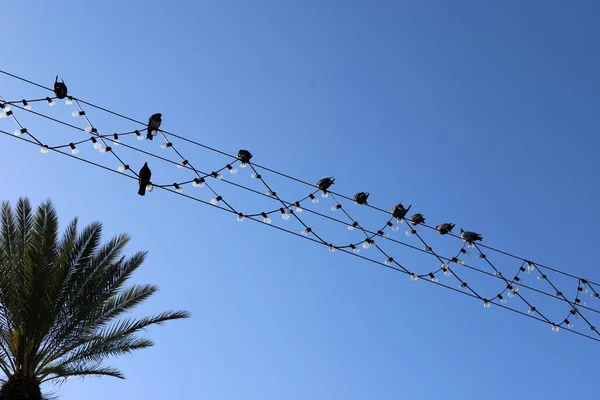 Les Oiseaux Sont Assis Sur Des Fils Porteurs Électricité — Photo