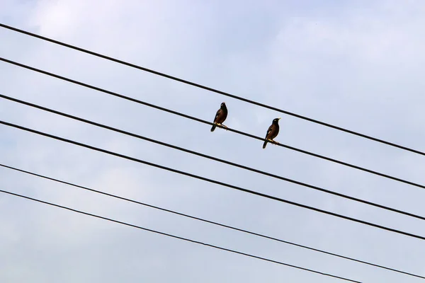 Birds Sit Wires Carrying Electricity — Stock fotografie