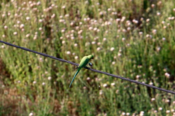 Birds Sit Wires Carrying Electricity — Fotografia de Stock