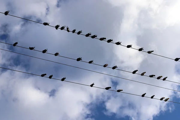Birds Sit Wires Carrying Electricity — Stockfoto