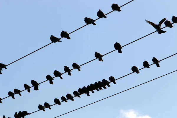 Las Aves Sientan Cables Que Transportan Electricidad —  Fotos de Stock