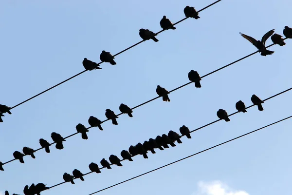 Les Oiseaux Sont Assis Sur Des Fils Porteurs Électricité — Photo