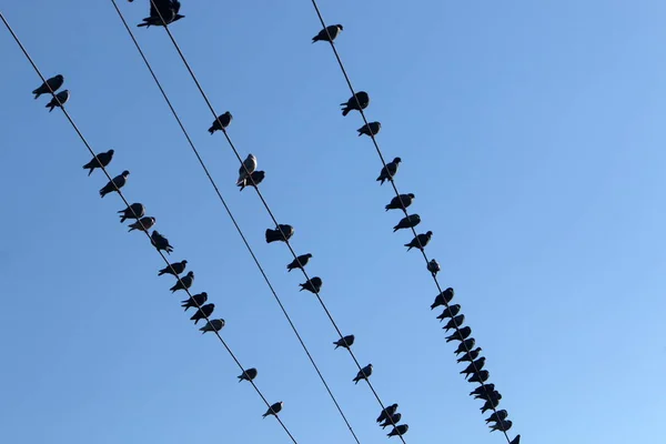 Kuşlar Elektrik Taşıyan Kablolarda Otururlar — Stok fotoğraf