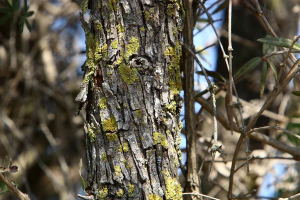 Texture Tree Bark Trunk Large Tree —  Fotos de Stock