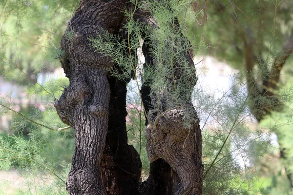 Struktur Der Baumrinde Stamm Eines Großen Baumes — Stockfoto