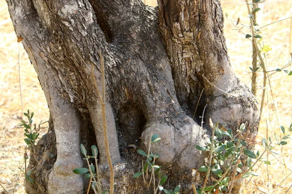 Texture Tree Bark Trunk Large Tree — Stock Photo, Image