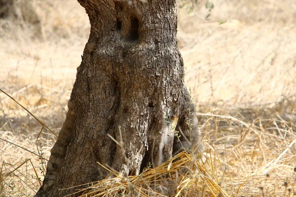 Texture Tree Bark Trunk Large Tree — 图库照片