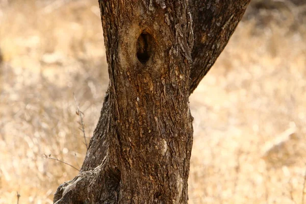 Texture Tree Bark Trunk Large Tree — Φωτογραφία Αρχείου