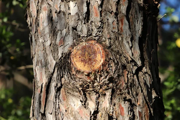 Ağaç Kabuğunun Dokusu Büyük Bir Ağacın Gövdesinde — Stok fotoğraf