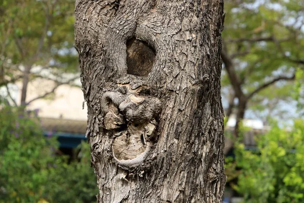 Texture Tree Bark Trunk Large Tree — Foto Stock