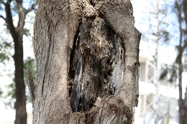Текстура Кори Дерева Стовбурі Великого Дерева — стокове фото