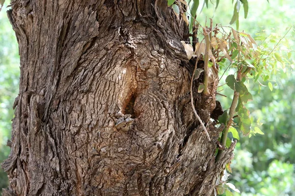 Texture Tree Bark Trunk Large Tree — Foto de Stock