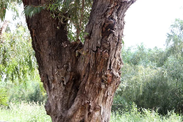 Struktur Der Baumrinde Stamm Eines Großen Baumes — Stockfoto