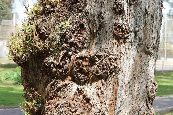 Texture Tree Bark Trunk Large Tree — Fotografia de Stock