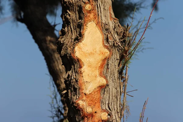 Texture Tree Bark Trunk Large Tree — ストック写真