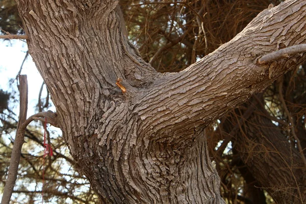 Texture Tree Bark Trunk Large Tree — ストック写真