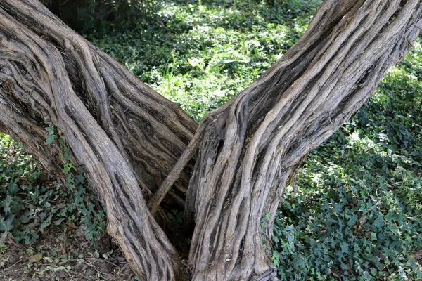 Struktura Kůry Stromu Kmeni Velkého Stromu — Stock fotografie