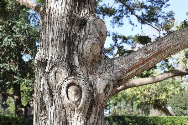 Textura Casca Árvore Tronco Uma Árvore Grande — Fotografia de Stock