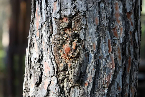 Texture Tree Bark Trunk Large Tree — Foto de Stock