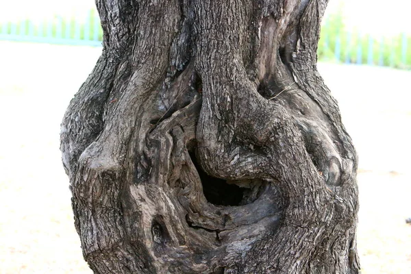 Struktur Der Baumrinde Stamm Eines Großen Baumes — Stockfoto
