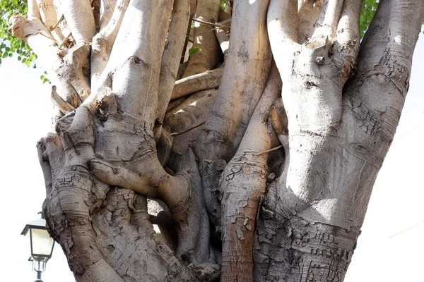 Texture Tree Bark Trunk Large Tree — 图库照片