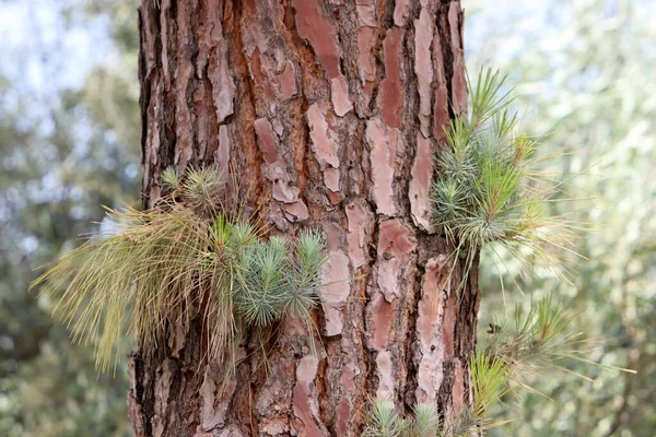 Texture Tree Bark Trunk Large Tree — Foto de Stock