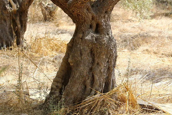 Texture Tree Bark Trunk Large Tree — Stock Fotó