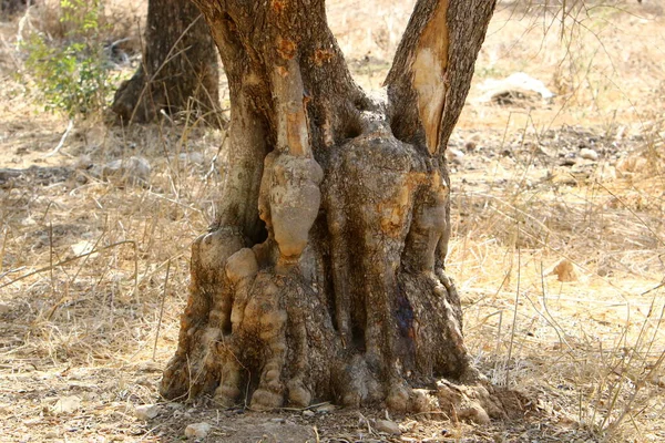 Texture Tree Bark Trunk Large Tree — Stock Photo, Image