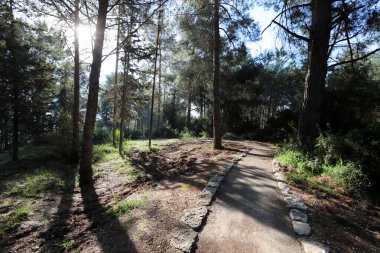 Şehir parkında yürümek için yol. 