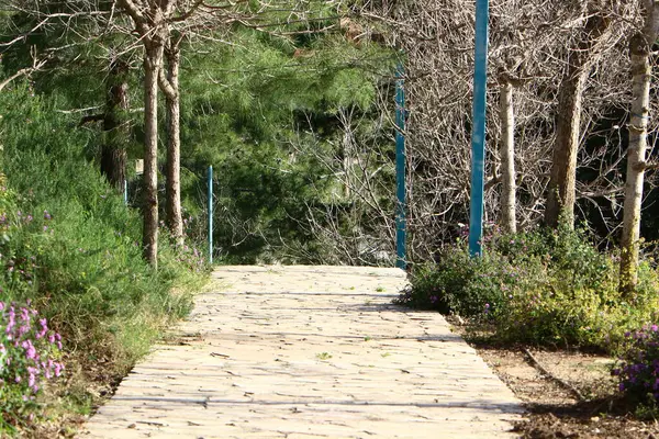 Weg Wandelen Het Stadspark — Stockfoto