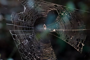 Şehir parkında ağaç yapraklarındaki örümcek ağı. 