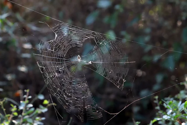 Spinnennetz Auf Laub Stadtpark — Stockfoto