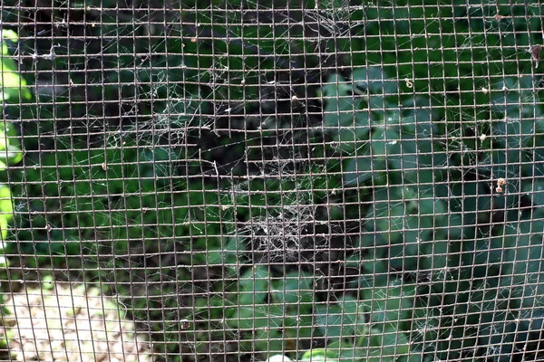 Spider Web Tree Leaves City Park — Foto de Stock