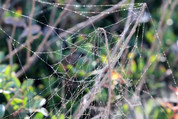 Spider Web Tree Leaves City Park — Stock Photo, Image