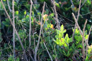 Şehir parkında ağaç yapraklarındaki örümcek ağı. 