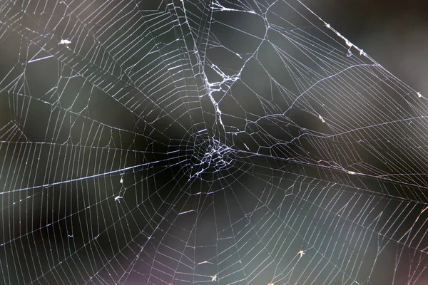 Spider Web Tree Leaves City Park — Stock Photo, Image