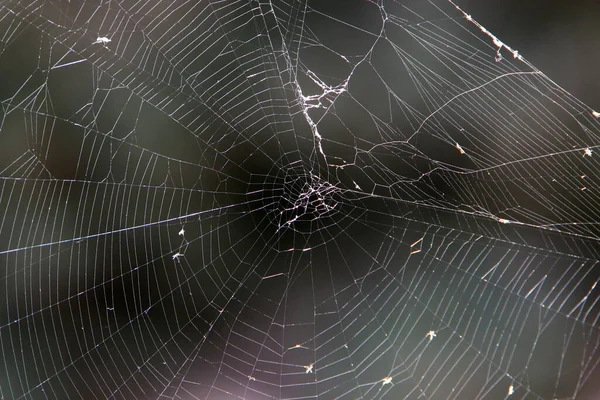 Spider Web Tree Leaves City Park — Stock Photo, Image