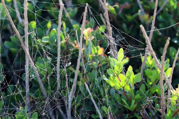 Şehir parkında ağaç yapraklarındaki örümcek ağı. 