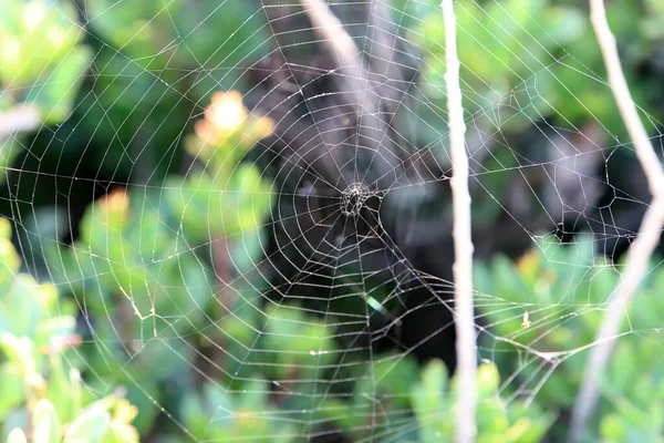 Spider Web Tree Leaves City Park — Photo