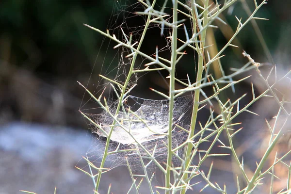 Spider Web Tree Leaves City Park — Photo