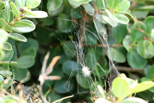 Spider Web Tree Leaves City Park — Photo