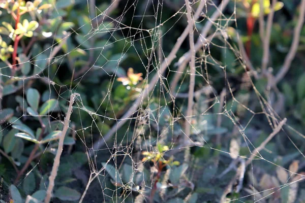Spider Web Tree Leaves City Park — стоковое фото